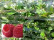 Stretch Netting/Vented Film
